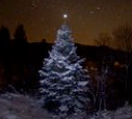 Venus above a snow-covered spruce tree at night